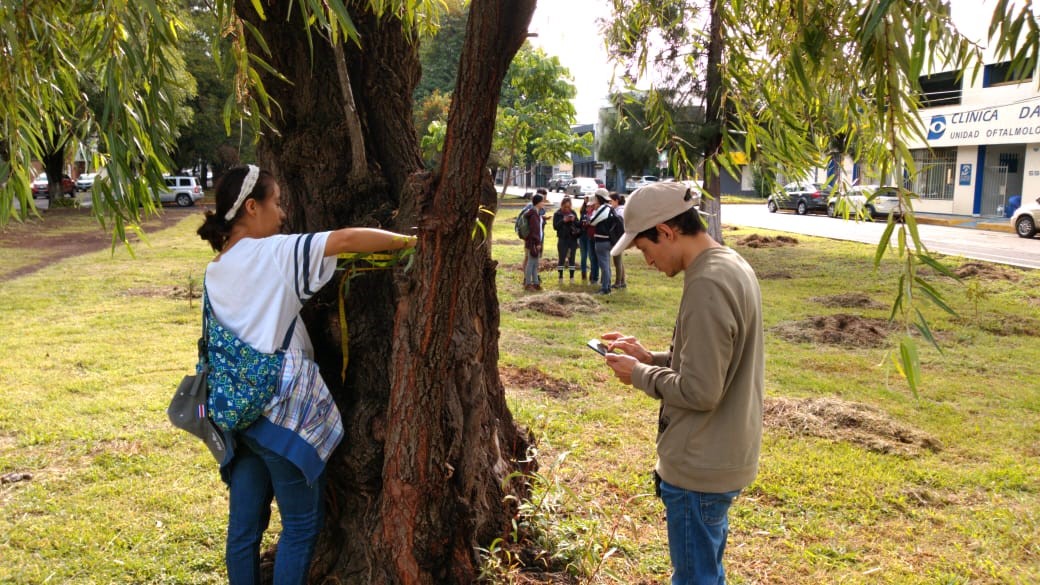 CIGA - ¿Cuántos árboles tiene Morelia?. Avances y resultados del programa  Treeatlón